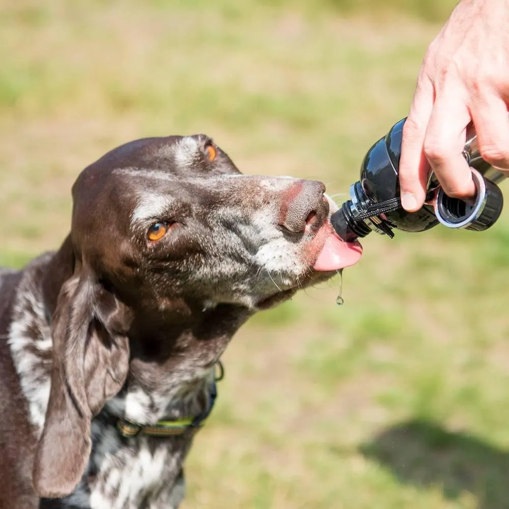 Dog Water Bottle Starter Pack (CDU Bundle)