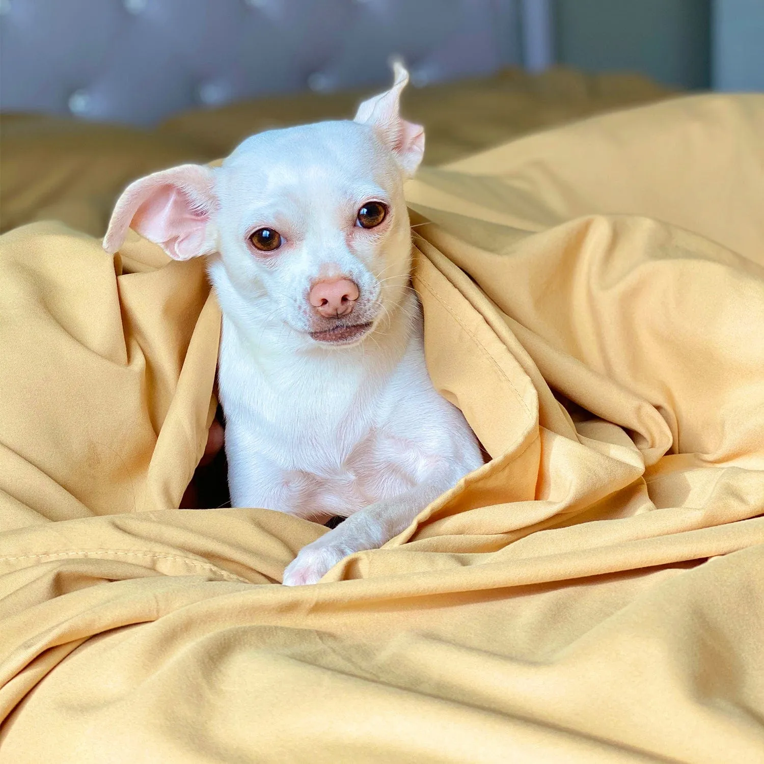 Harvest Gold Sheet Set